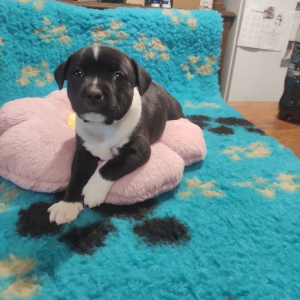 Jeremy Meunier - Staffordshire Bull Terrier - Portée née le 06/02/2025