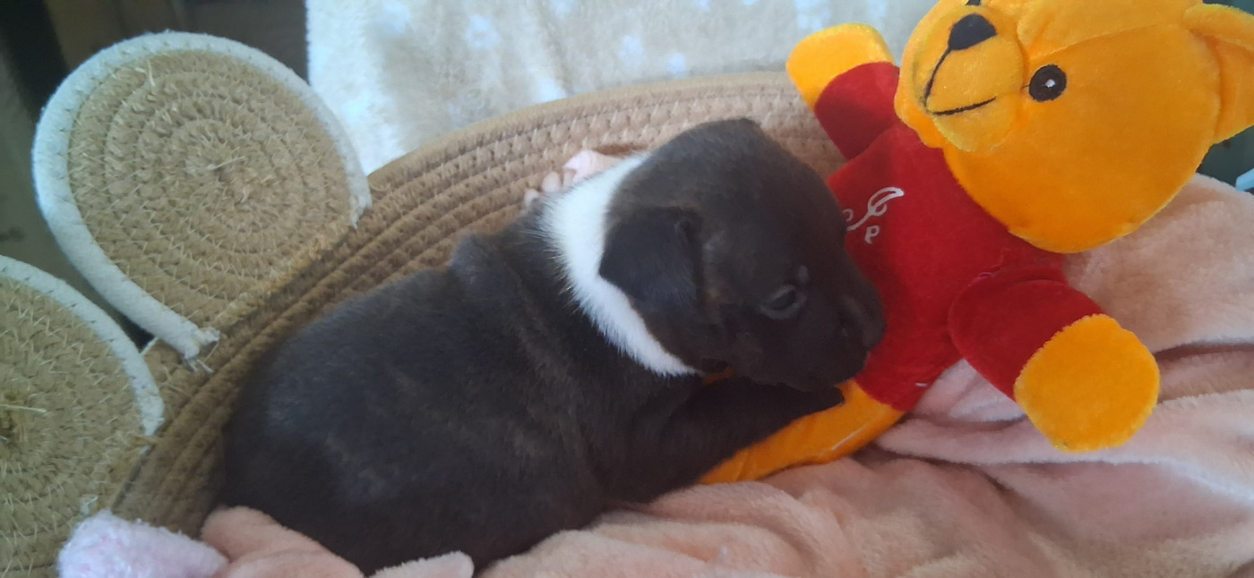 Jeremy Meunier - Chiots disponibles - Staffordshire Bull Terrier