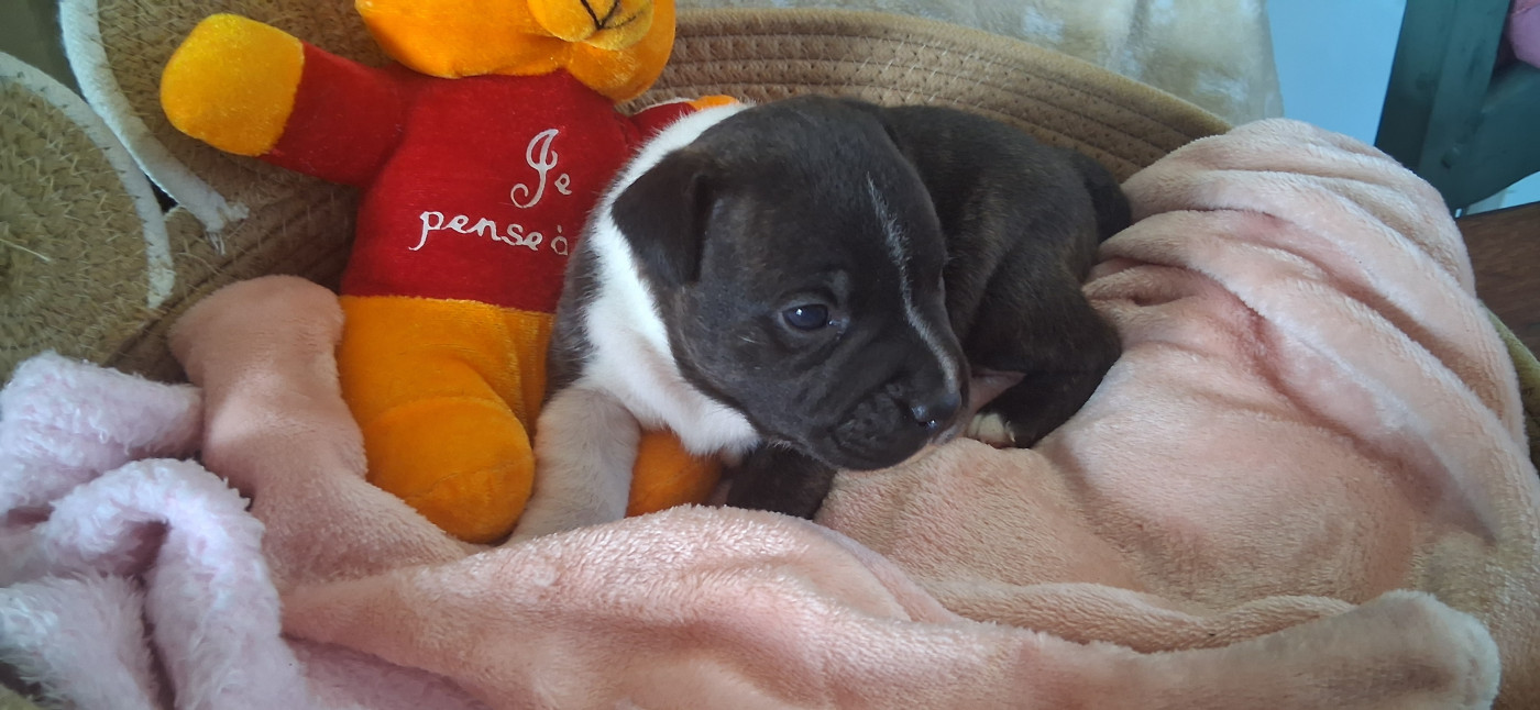Jeremy Meunier - Chiots disponibles - Staffordshire Bull Terrier