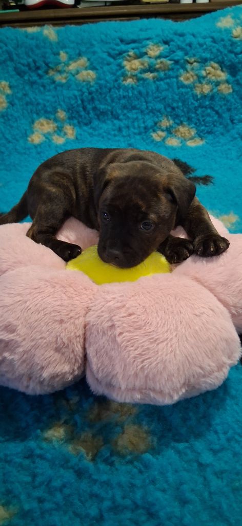 Jeremy Meunier - Staffordshire Bull Terrier - Portée née le 06/02/2025